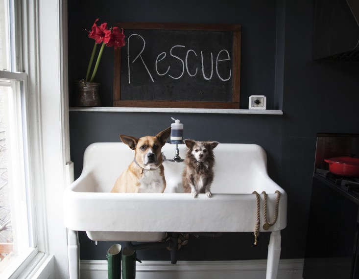 Bethany Obrecht, co-owner of dog accessories company Found My Animal and a rescue dog advocate, equipped her Brooklyn brownstone kitchen with an antique farmhouse double sink, purchased on eBay and sized right for Claude, her mutt, and Henri, her Chihuahua. Photograph courtesy of Found My Animal.