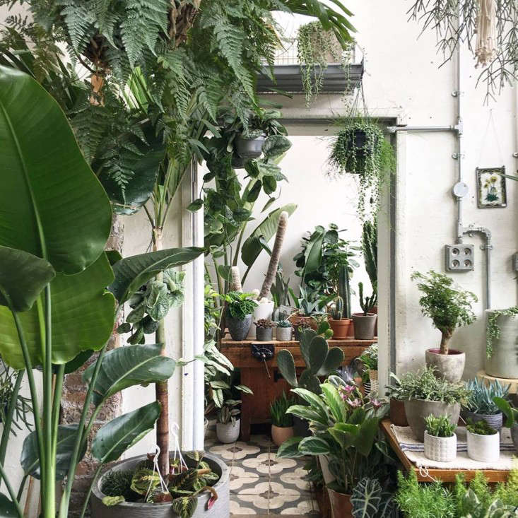 conservatory-archives-london-houseplant-house-plants-shop-hackney-gardenista