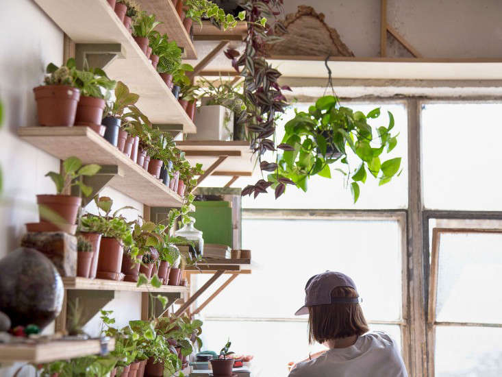 london_terrariums_plants_shelves_gardenista_Contact