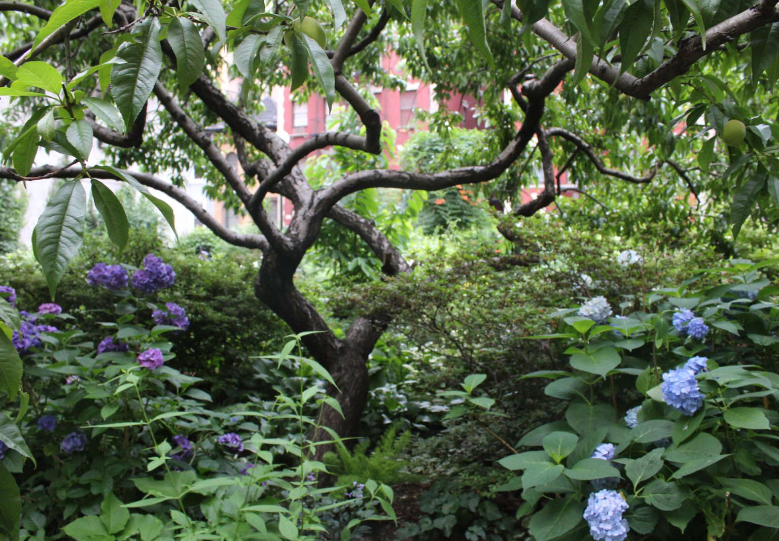 My Garden Story A Secret Rooftop Oasis On Manhattan S Upper West Side The Organized Home