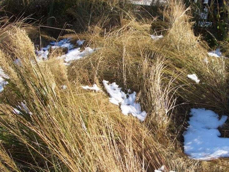 snow on perennial grasses at the High Line by Jeanne Rostaing